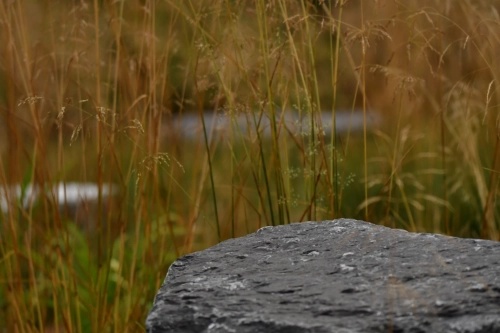 Stipa S.R.L. - Espaces verts Stipa S.R.L. - Espaces verts